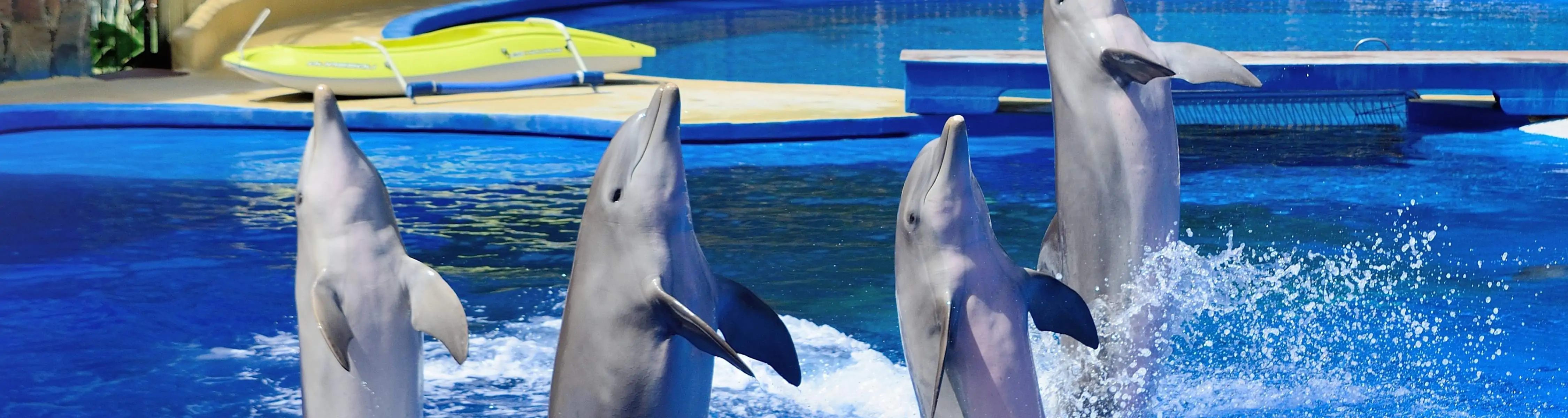 Alanya Dolphin Tours