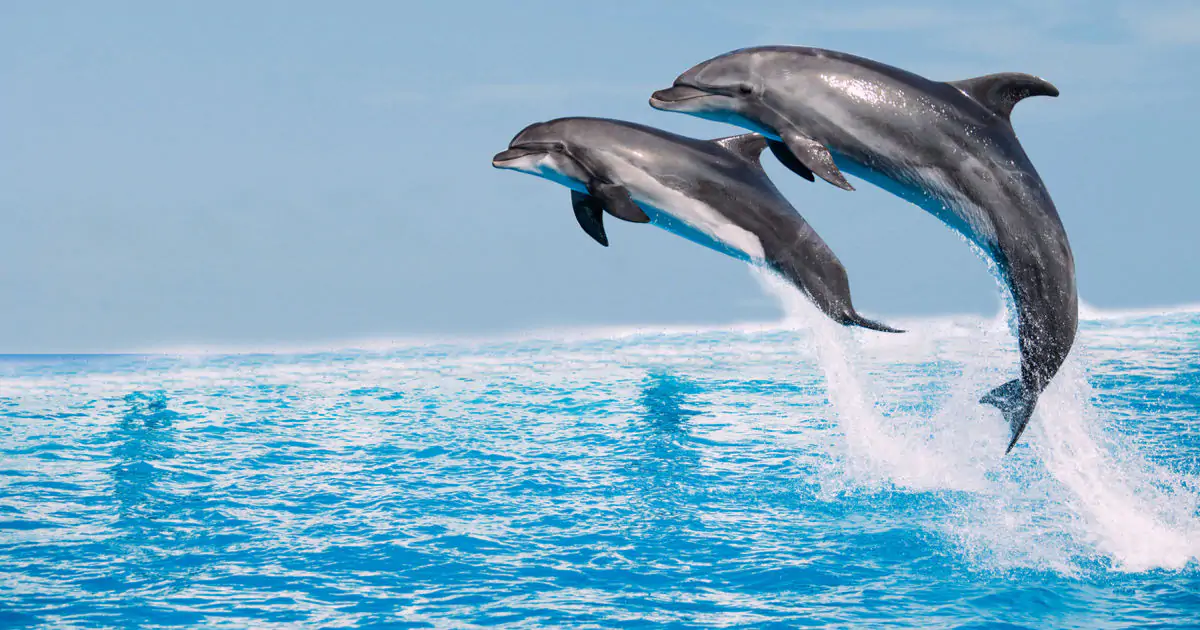 Antalya Dolphin Tours