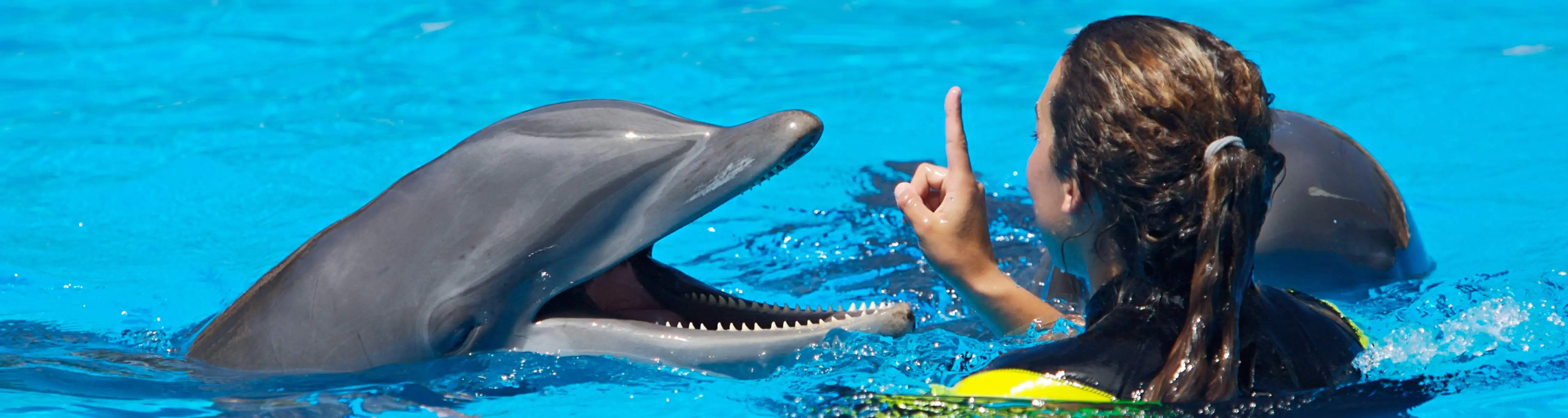 Kemer Dolphin Tours