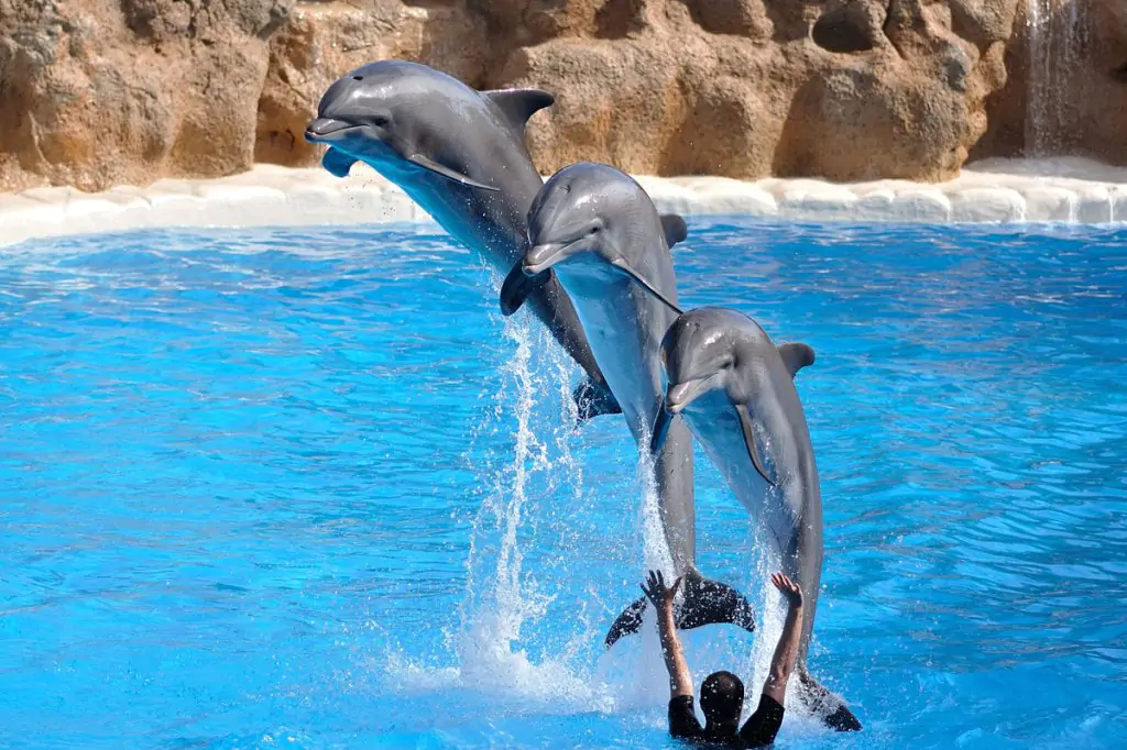 Dolphin Show in Side