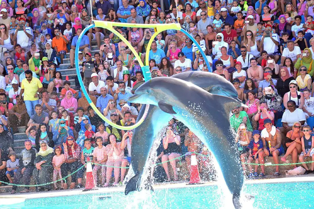 Dolphin Show in Side