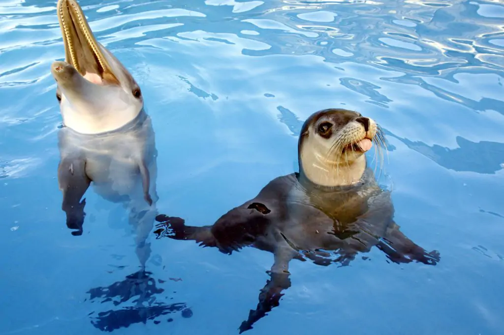 Dolphin Show in Side