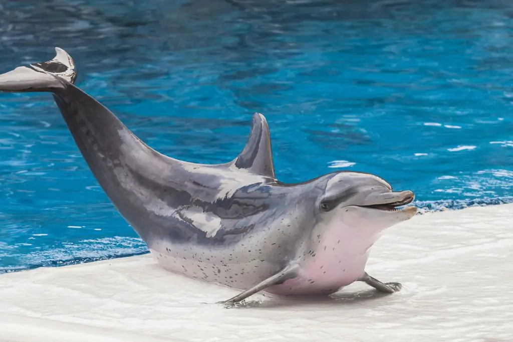 Dolphin Show in Side