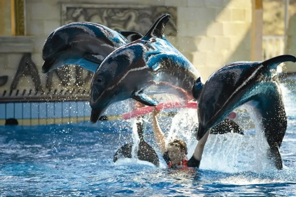 Шоу дельфинов Адаленд в Кушадасы