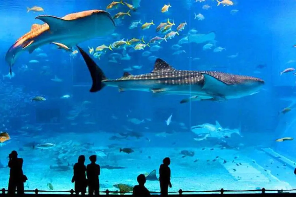 Istanbul Aquarium Tour