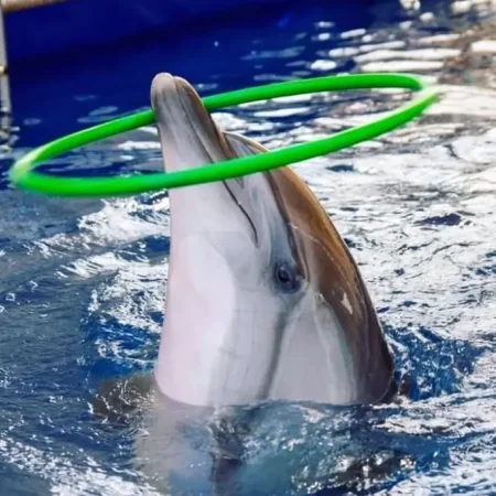 Espectáculo de delfines de Bodrum