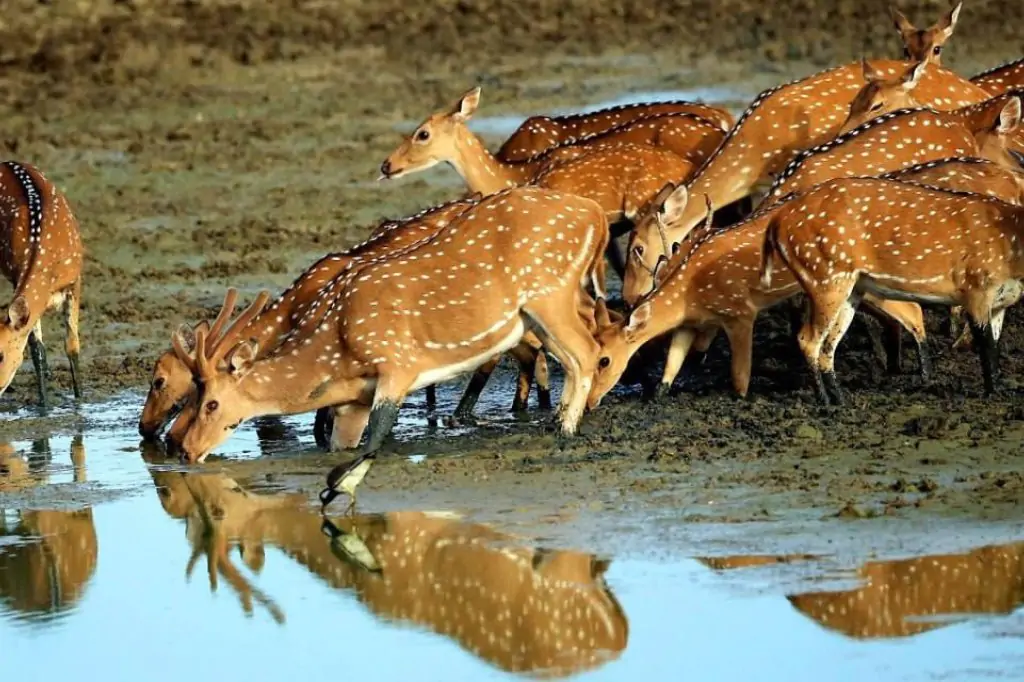 Safari in Yala National Park