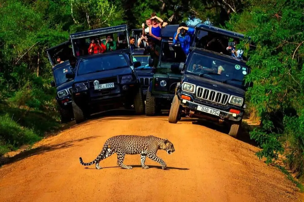 Safari in Yala National Park