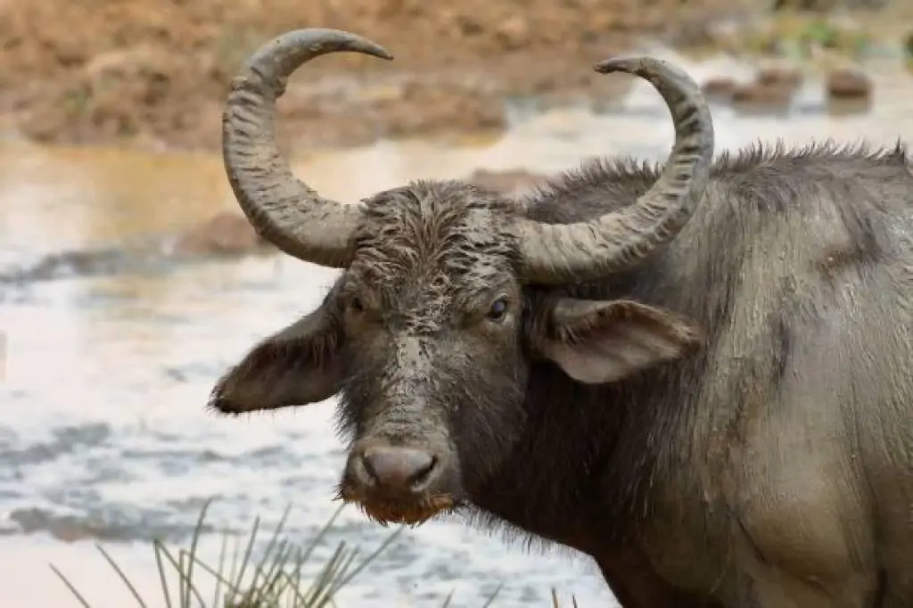 Safari in Yala National Park