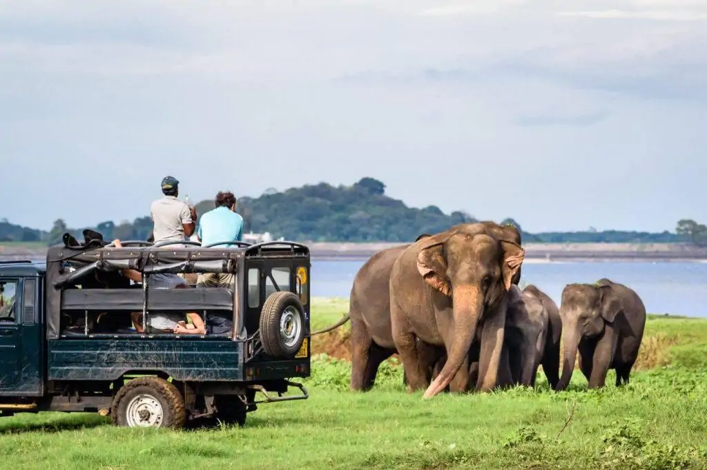 Safari in Yala National Park