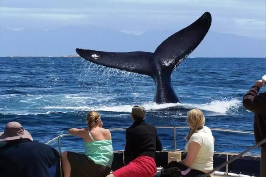 Wal- und Delfinbeobachtung in Mirissa