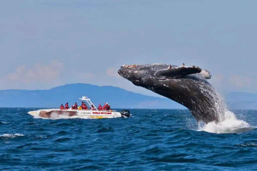 Whale and Dolphin Watching in Mirissa