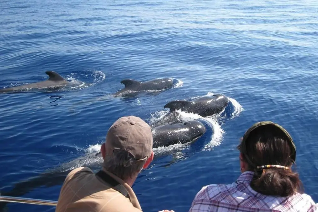 Wal- und Delfinbeobachtung in Mirissa