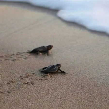 Łaźnie błotne Dalyan i wycieczka na plażę Iztuzu z Fethiye