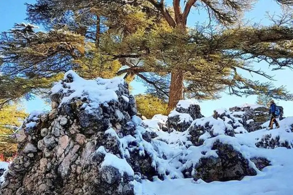 Prywatna wycieczka Cedry Libanu, Kozhaya, dolina Qadisha i Besharreh