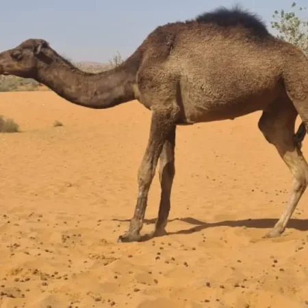 Pequeña excursión al desierto desde Agadir Río Massa