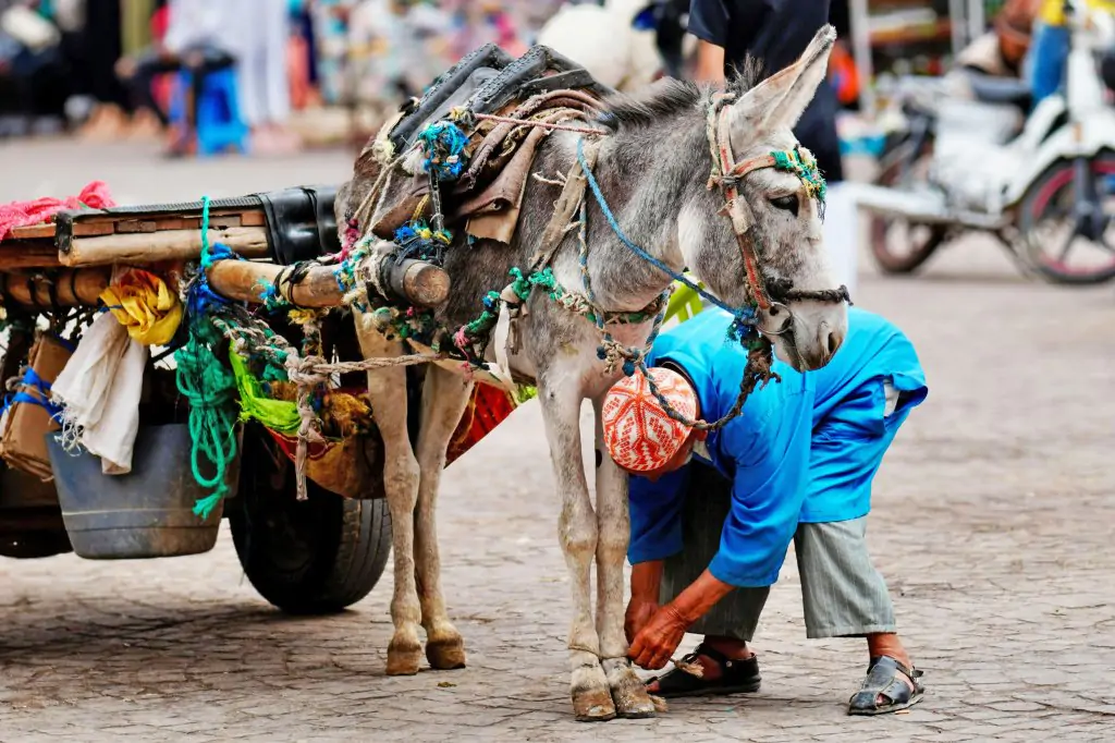 Marrakech Day Trip From Agadir