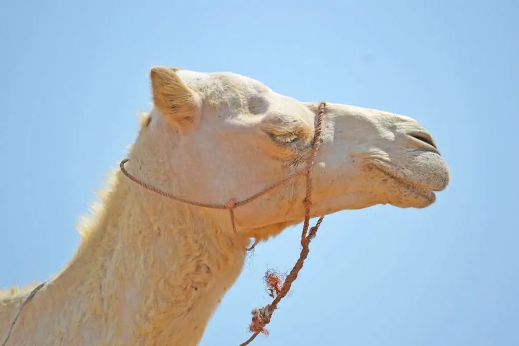 Agadir Camel Ride In Sunset Time With The Barbecue