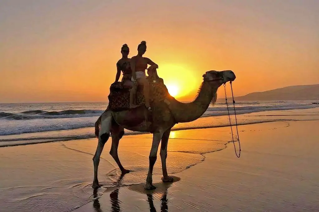 Agadir Camel Ride In Sunset Time With The Barbecue