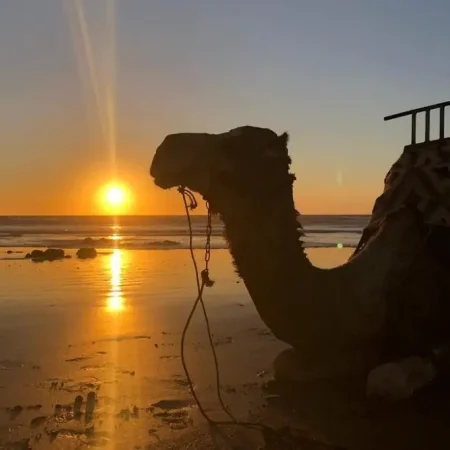 Agadir Kamel reiten in Sonnenuntergang Zeit mit dem Barbecue