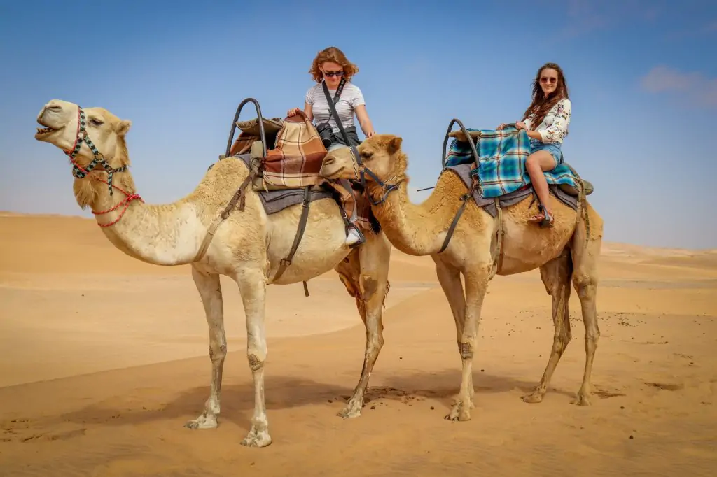 Agadir Camel Ride In Sunset Time With The Barbecue