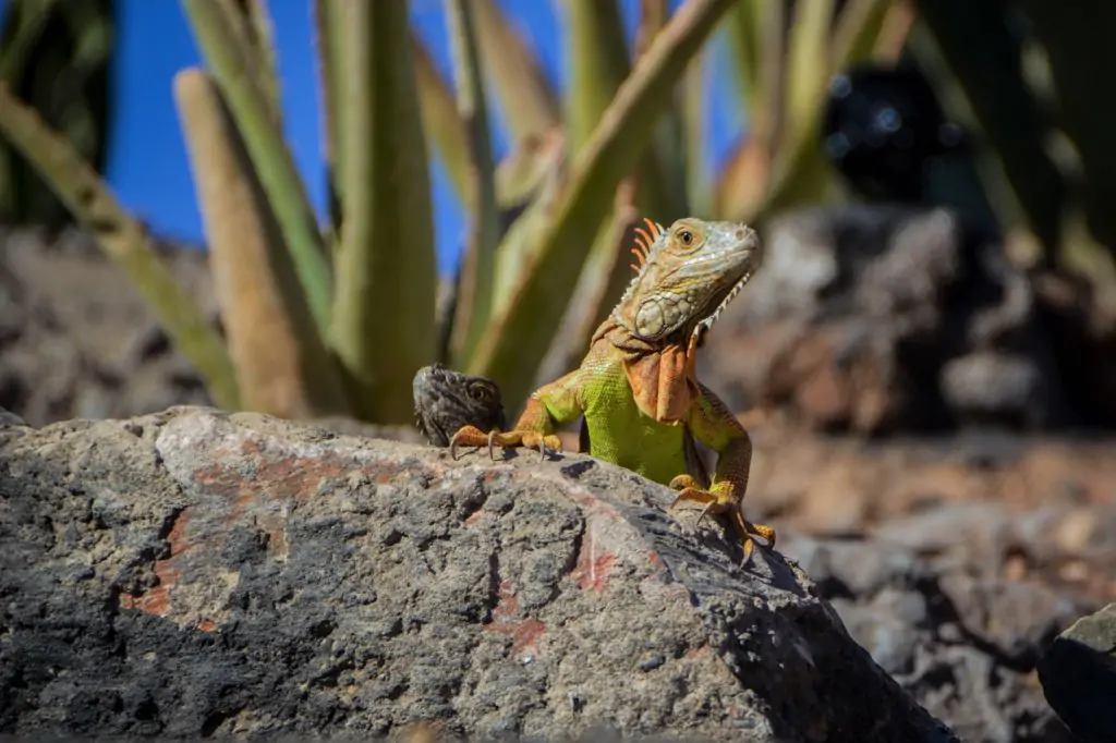 Excursion to the Crocoparc