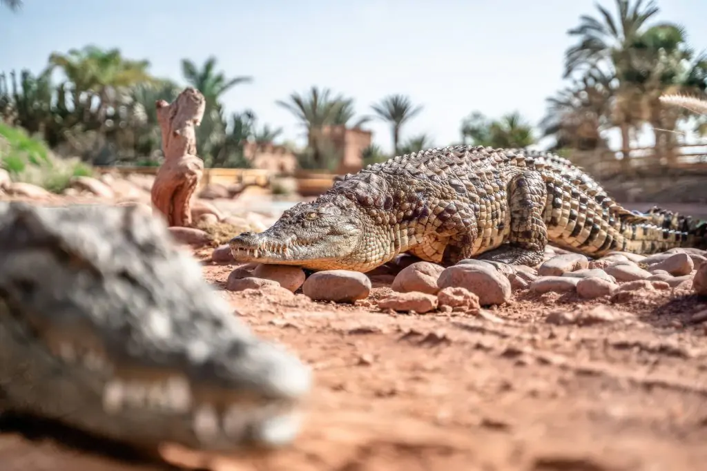 Excursion to the Crocoparc