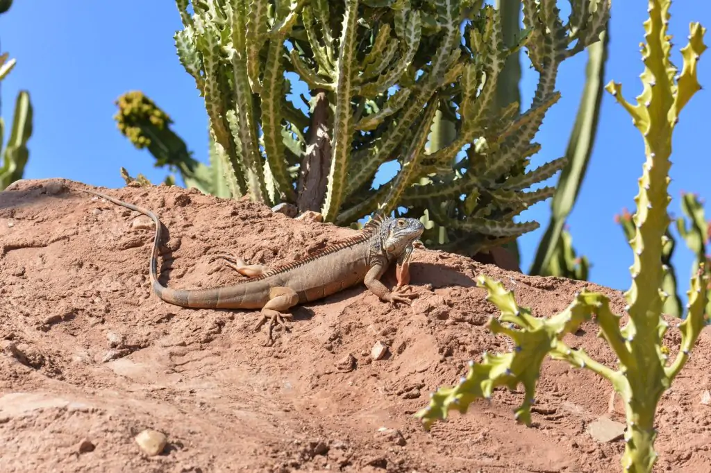 Excursion to the Crocoparc