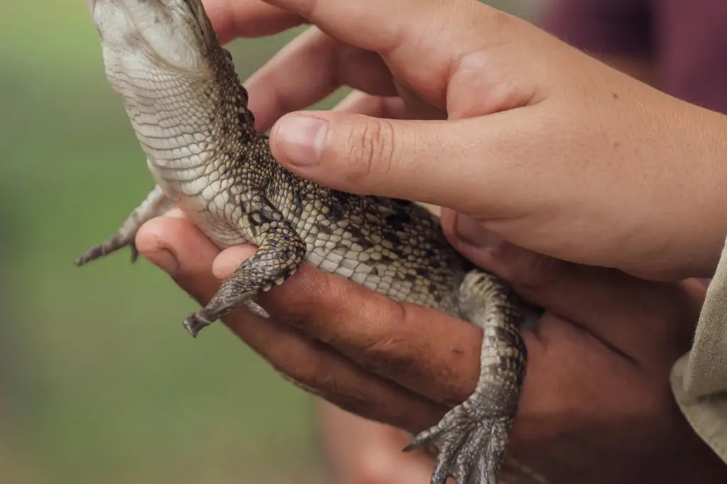 Excursion to the Crocoparc