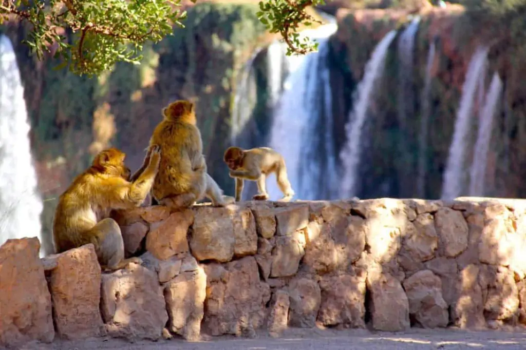 Private day trip to Ouzoud Waterfalls