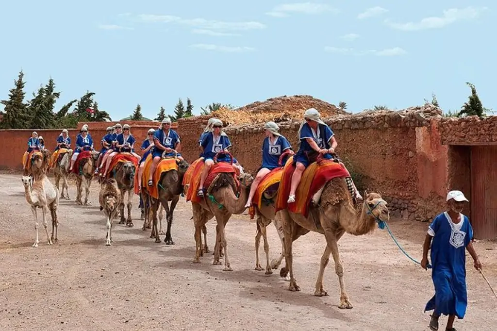 Marrakech Palmeraie: Quad bike and Camel ride experience