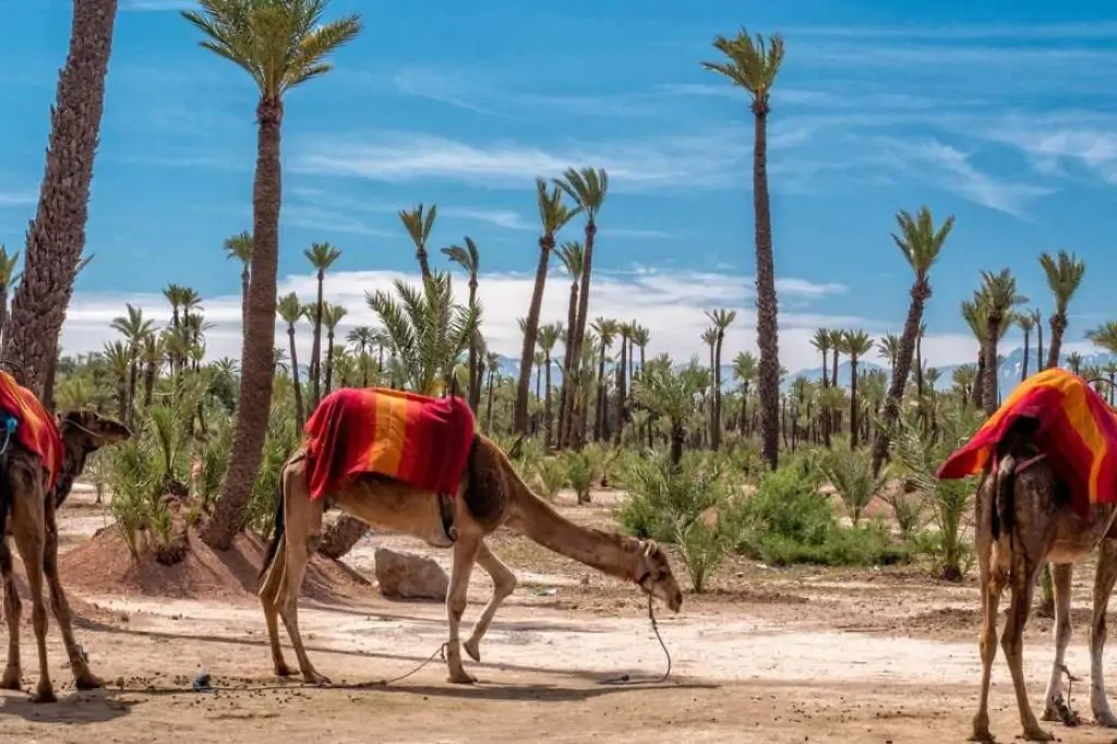 Marrakech Palmeraie: Quad bike and Camel ride experience