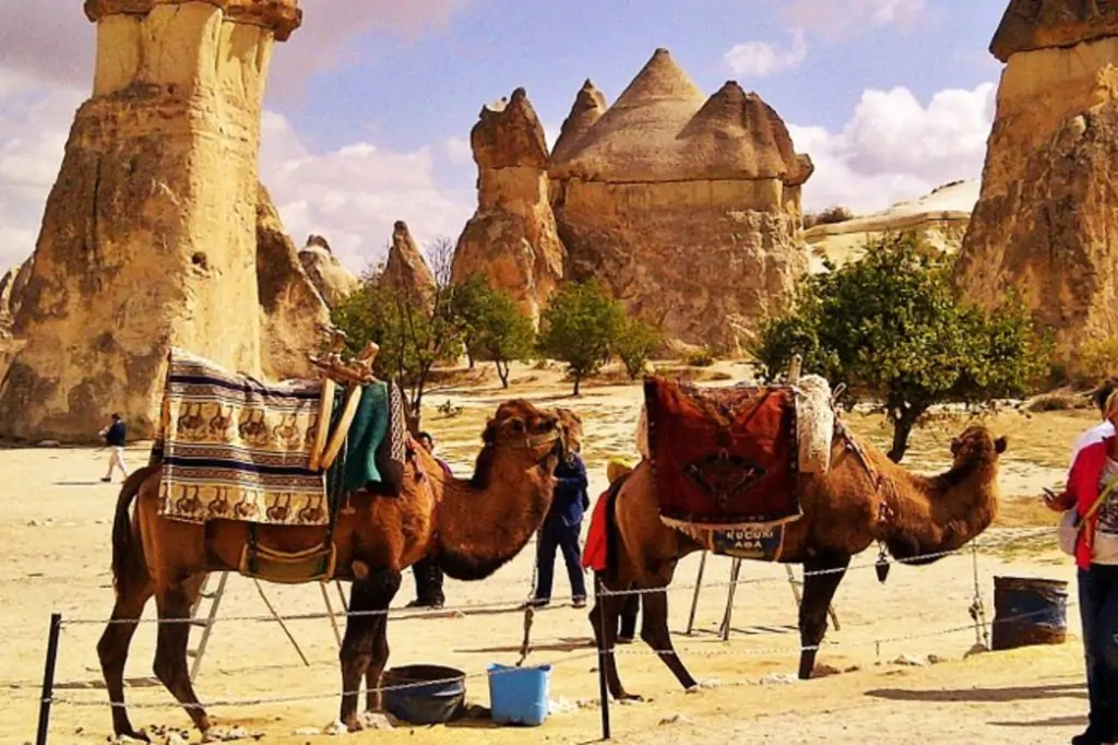 Cappadocia Camel Riding With Sunrise, Sunset Or Daytime Option + Transfer