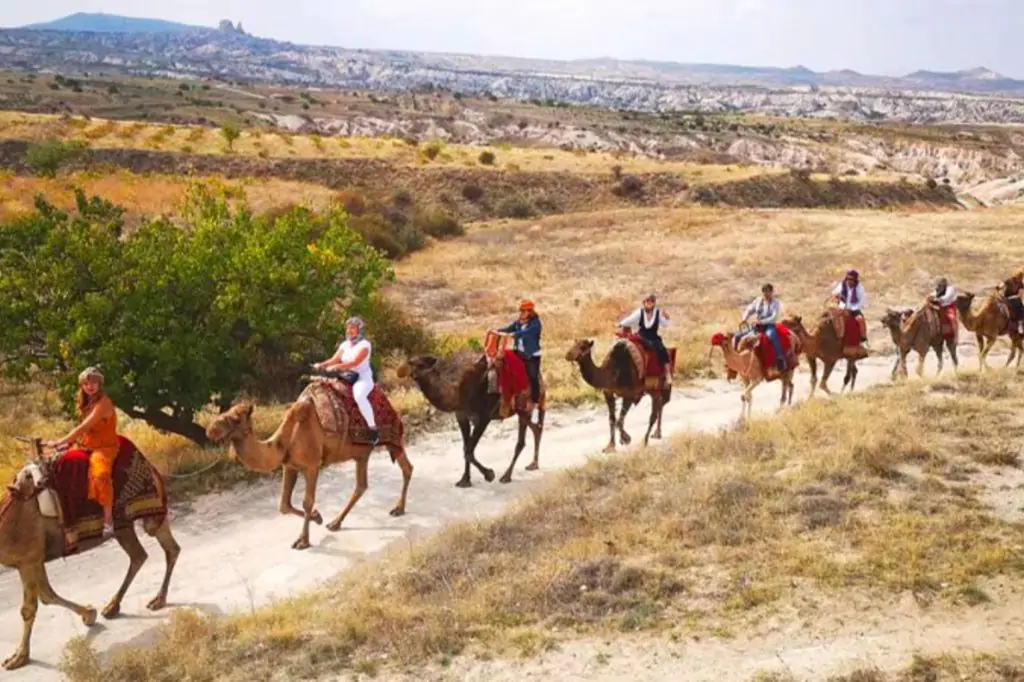 Cappadocia Camel Riding With Sunrise, Sunset Or Daytime Option + Transfer