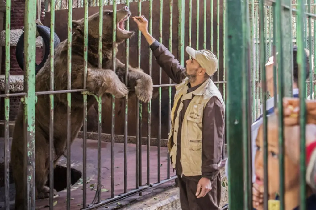 Prywatna wycieczka, Splendory Kairu: Dzień w zoo w Gizie i ogrodzie akwariowym