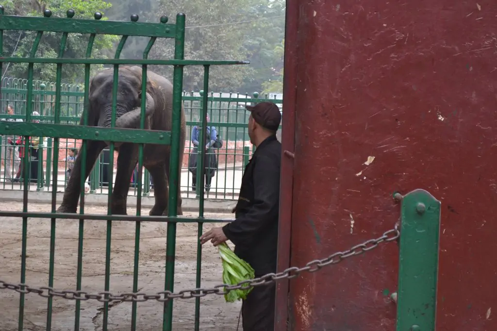 Prywatna wycieczka, Splendory Kairu: Dzień w zoo w Gizie i ogrodzie akwariowym