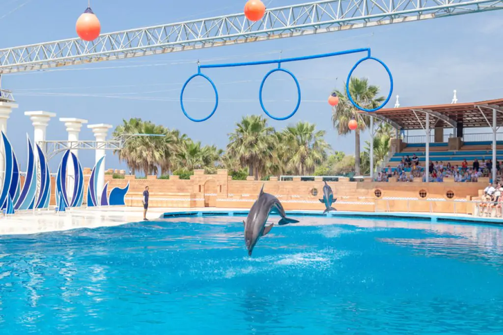Dolphin Show Sealanya