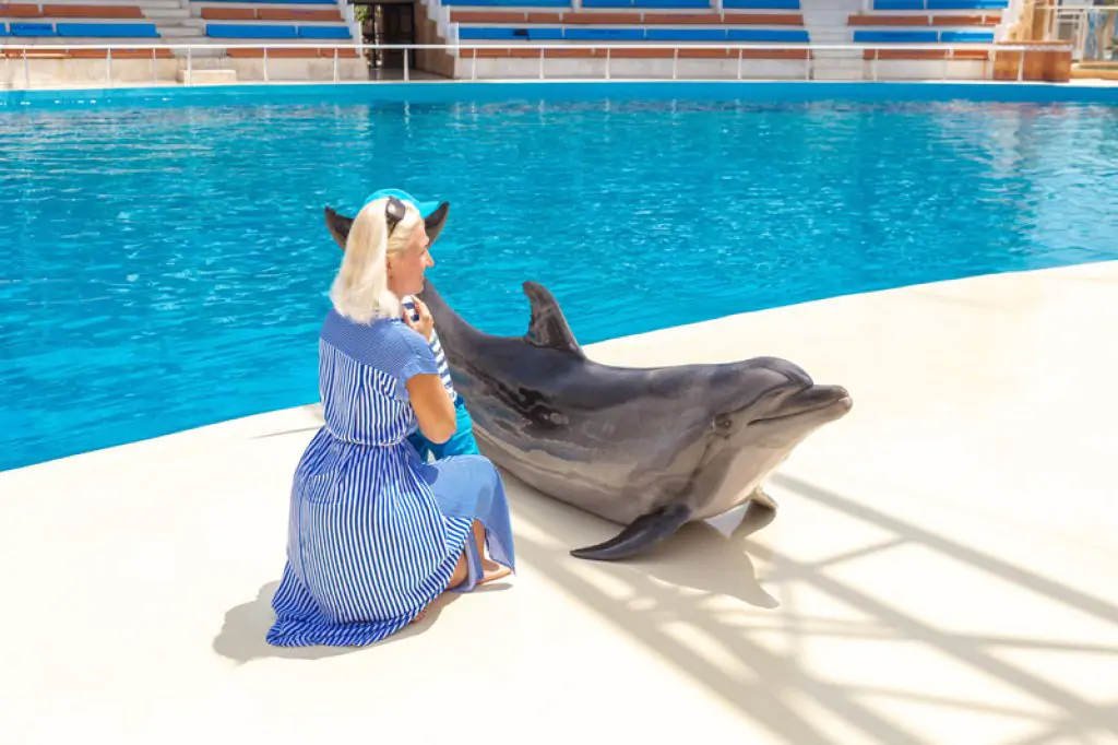 Dolphin Show Sealanya