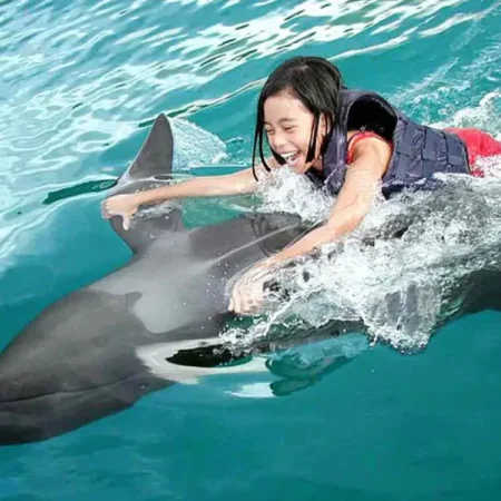 Swimming With Dolphins In Sealanya: Make Your Dreams Come True