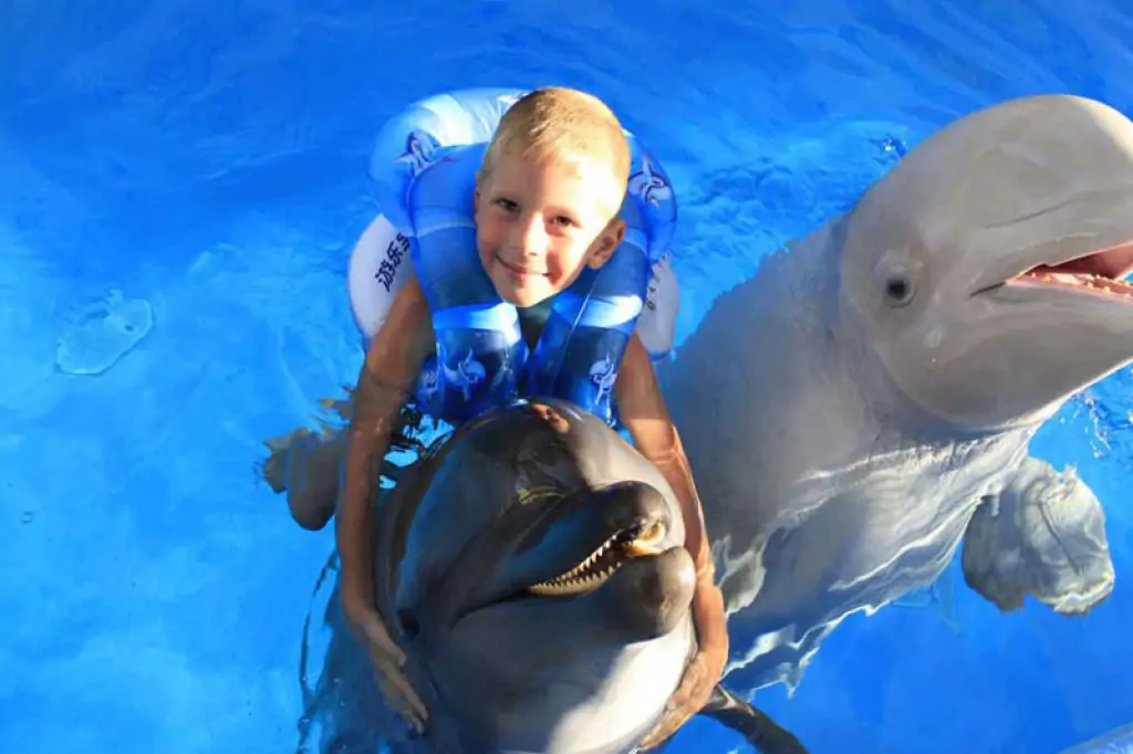 Swimming With Dolphins In Sealanya: Make Your Dreams Come True