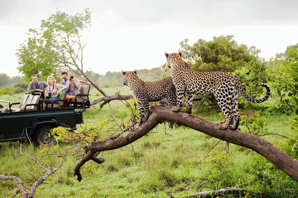 Safari im Yala-Nationalpark