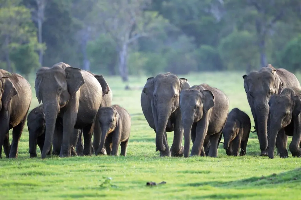 Safari in Yala National Park