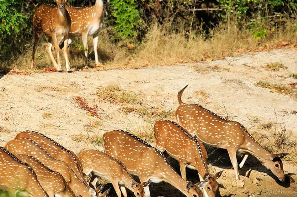 Safari in Yala National Park