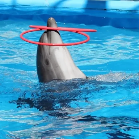 Antalya Dolphin Show Tour