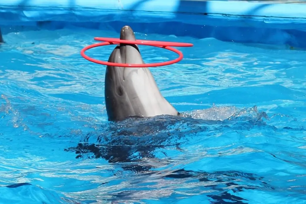 Antalya Dolphin Show Tour