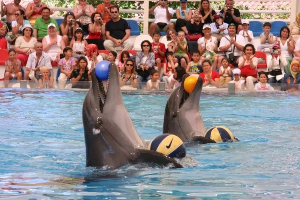 Antalya Dolphin Show Tour