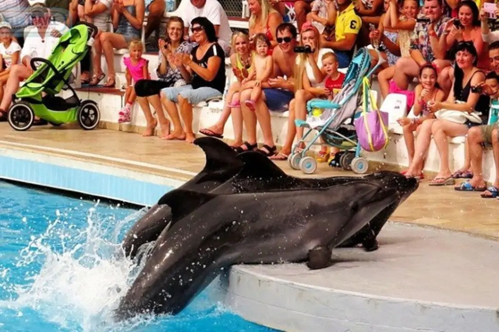 Antalya Dolphin Show Tour