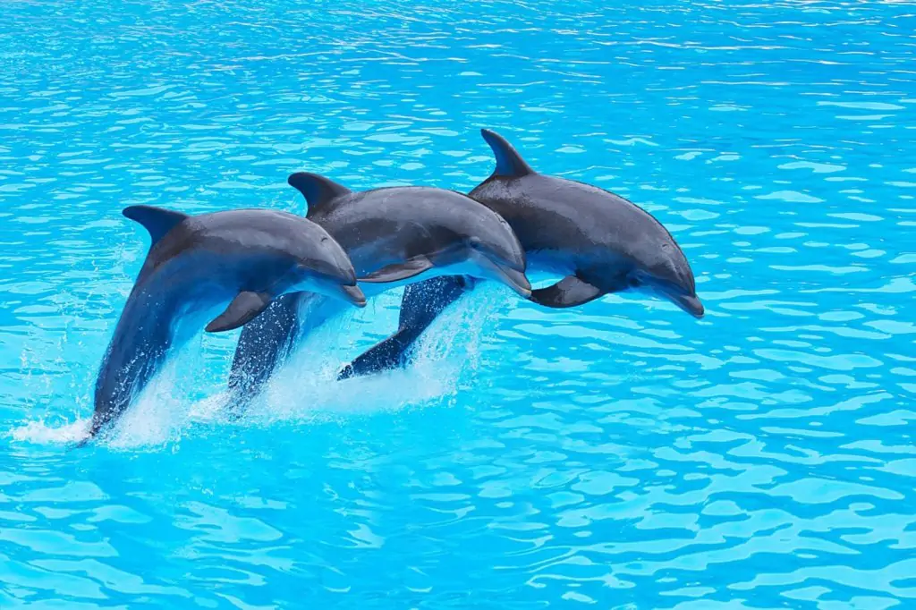 Antalya Dolphin Show Tour