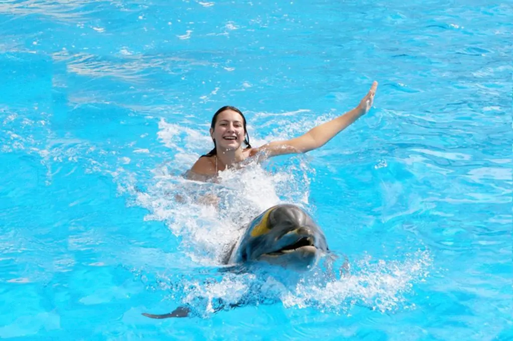 Antalya Swimming With Dolphins Tour