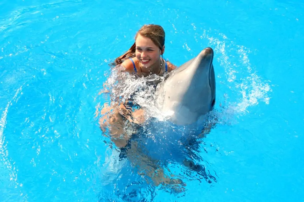 Antalya Schwimmen mit Delphinen Tour